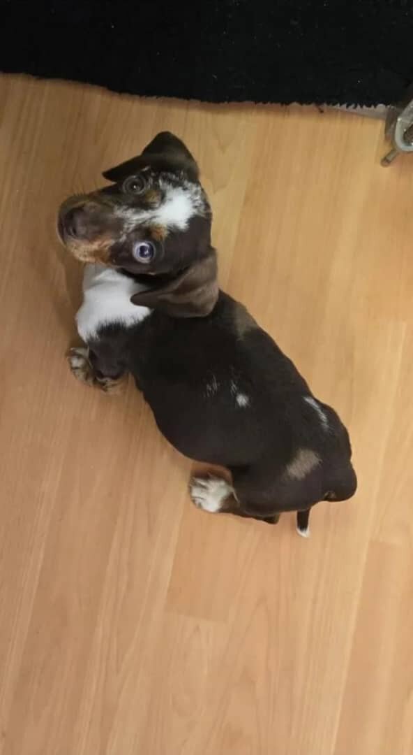 Two miniature dachshunds Miniature Dachshund image 4