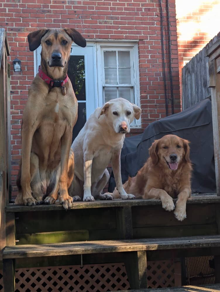 Dog image 1
