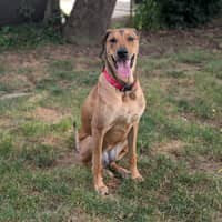 Dog image 2