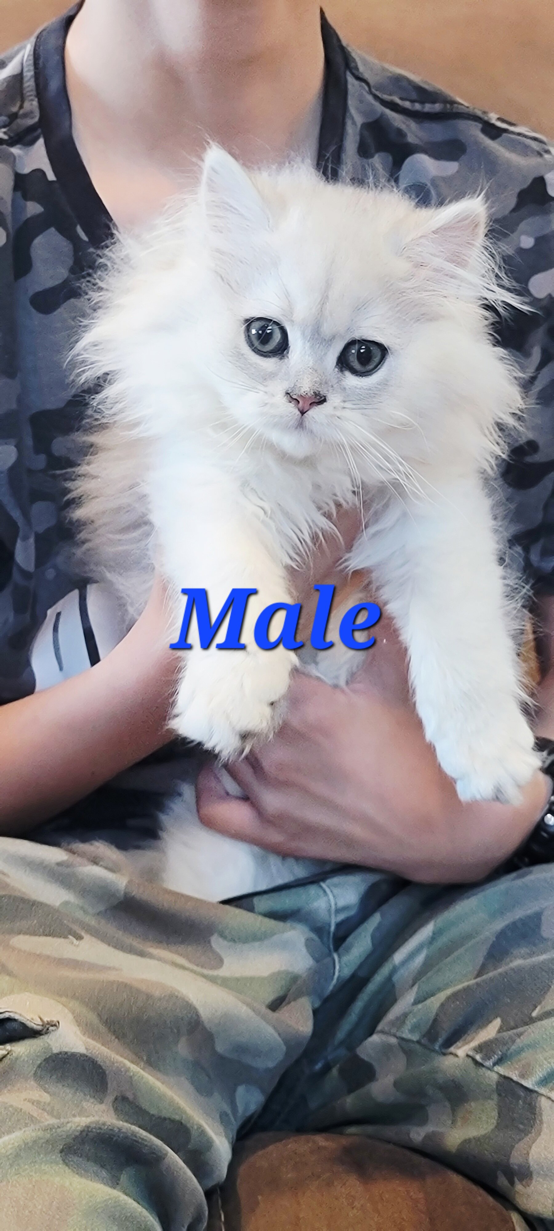 Young cats and kittens discounted image 4