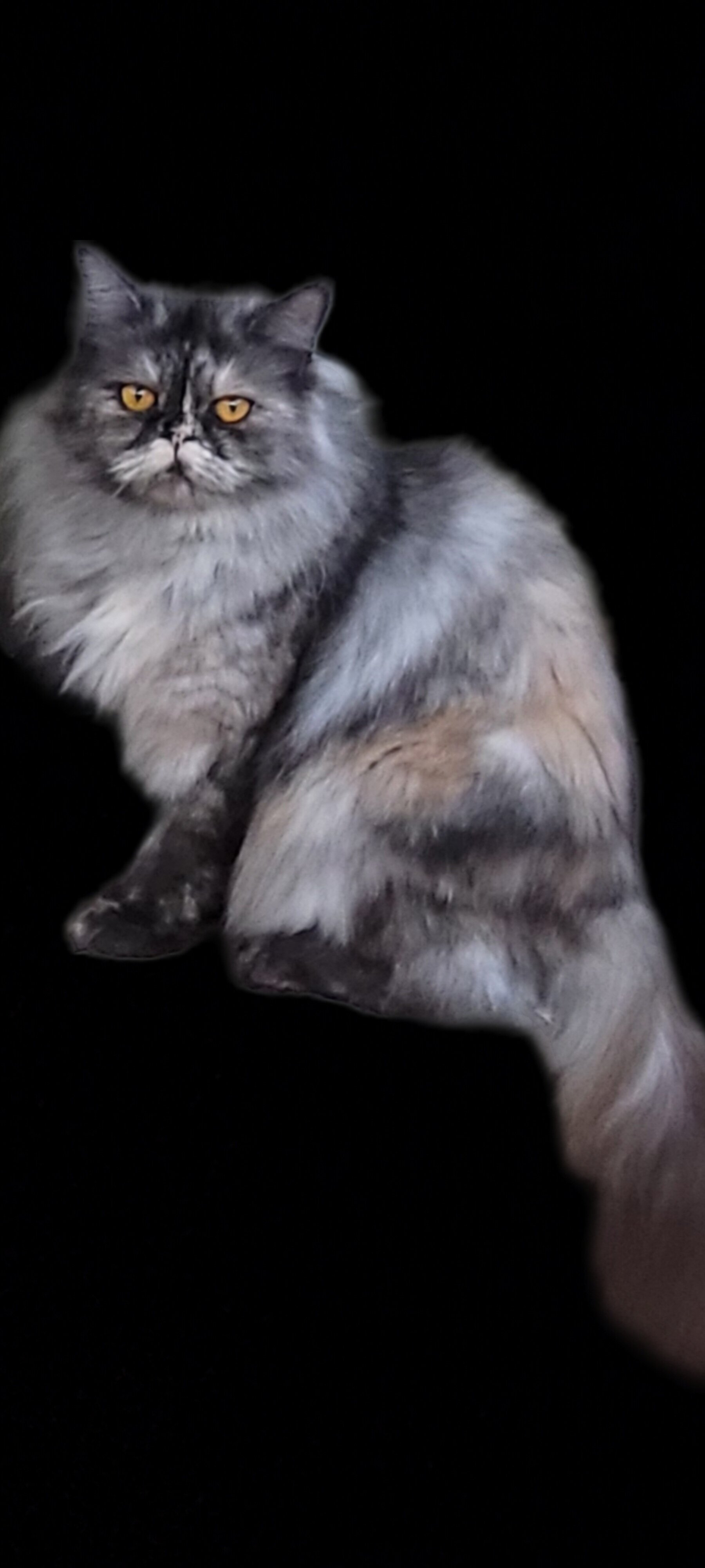 Young cats and kittens discounted image 2