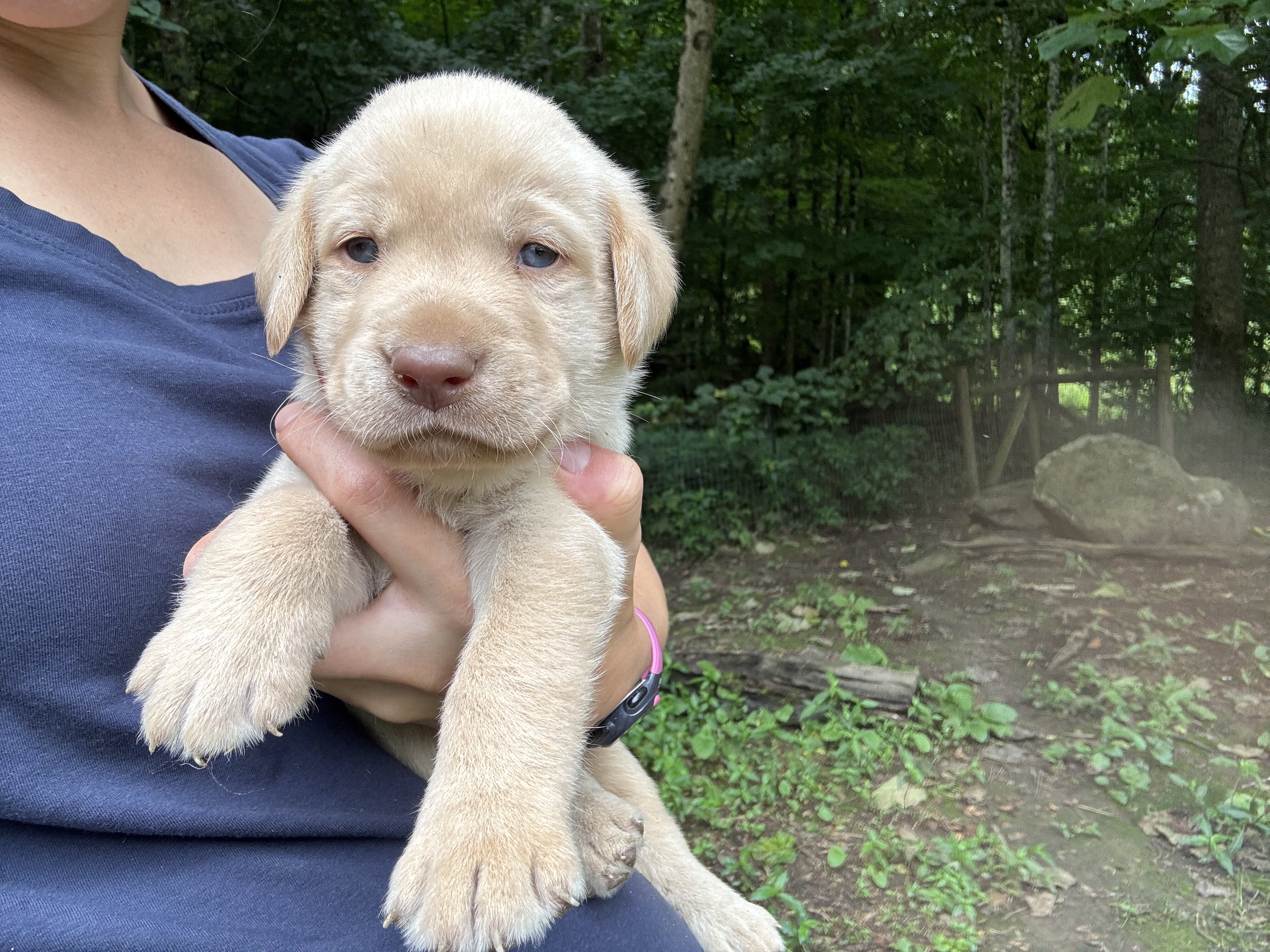 Labrador puppies - Male image 2
