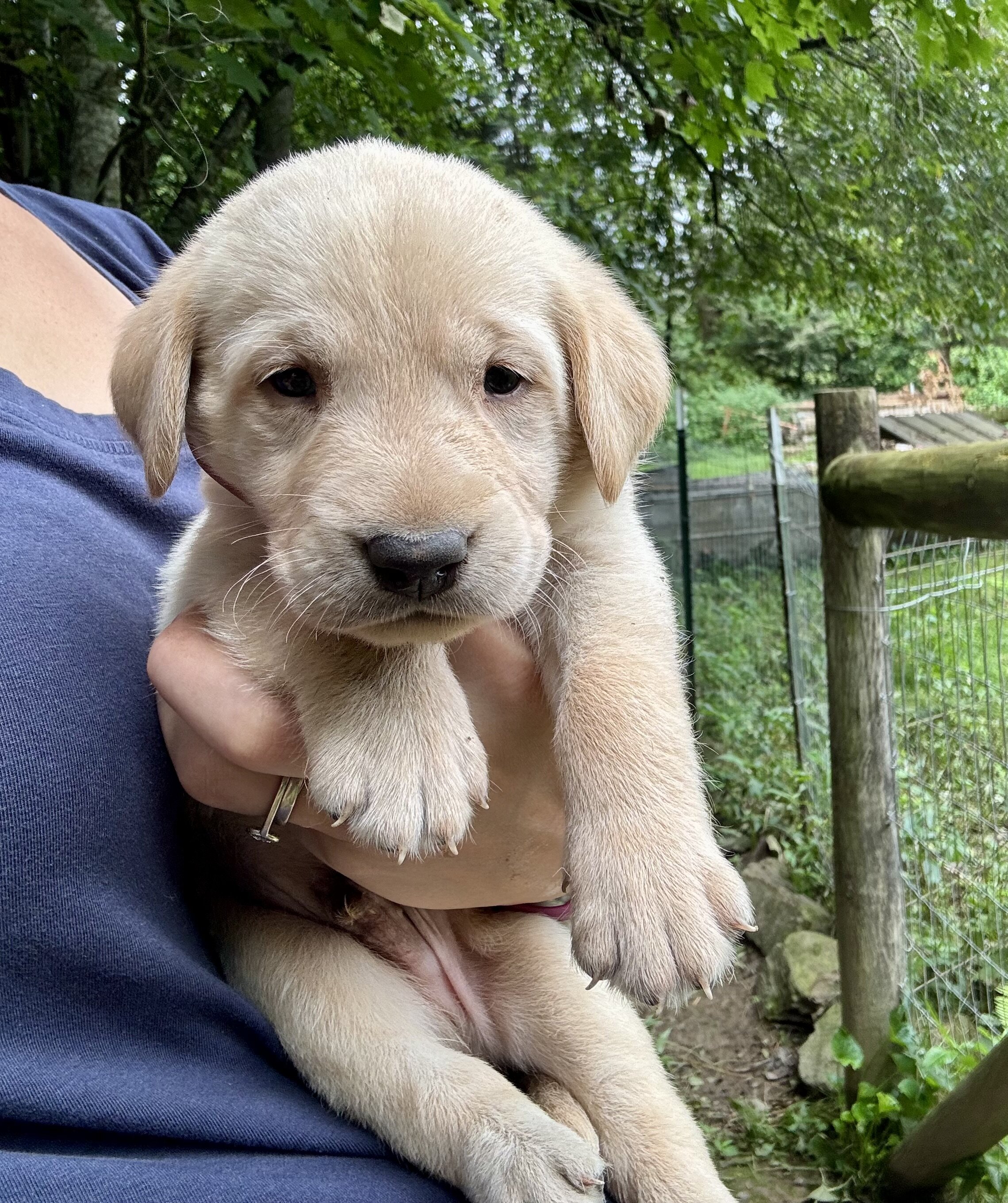 Labrador puppies - Male image 1