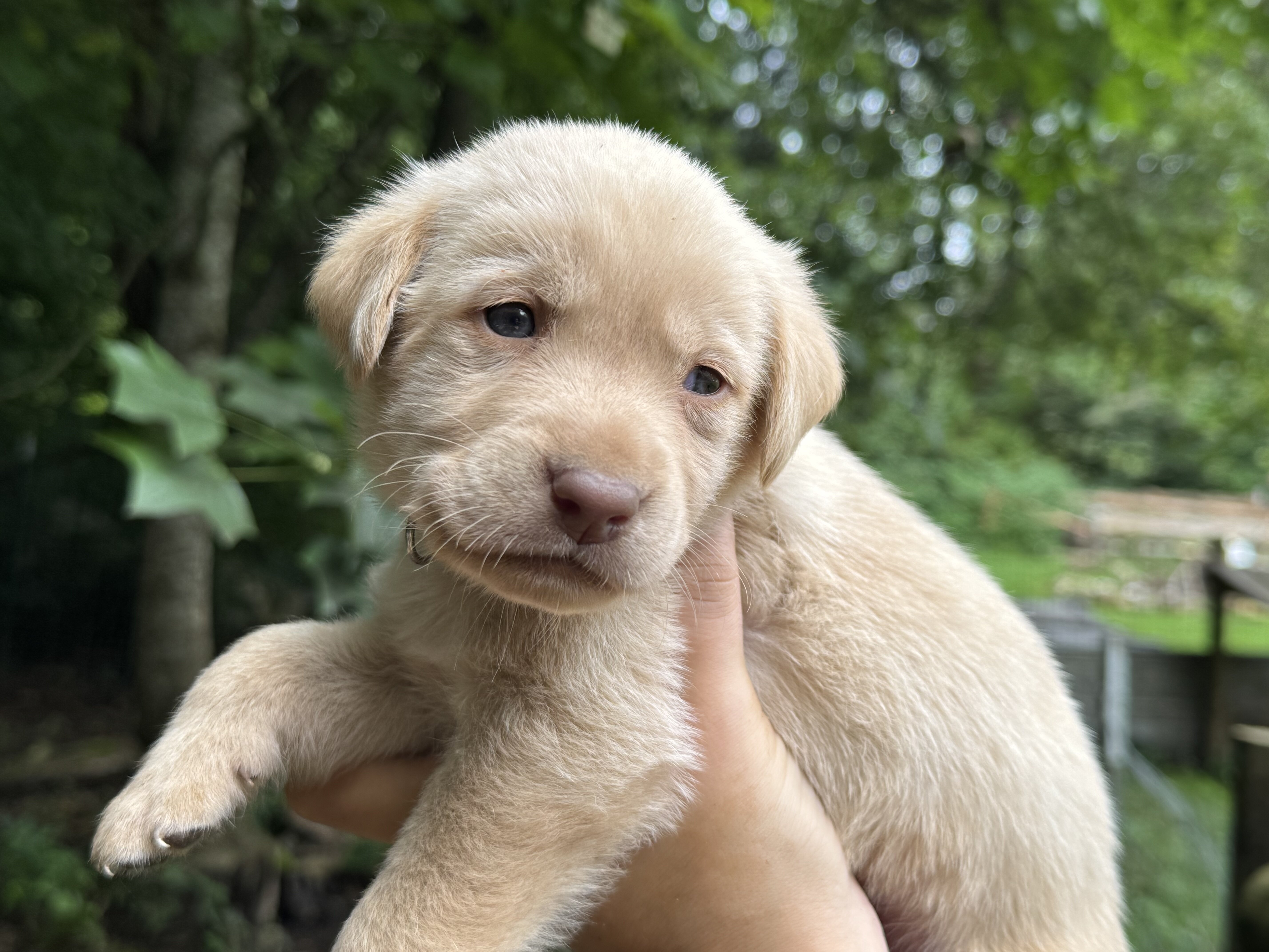 Labrador puppies - Male image 3