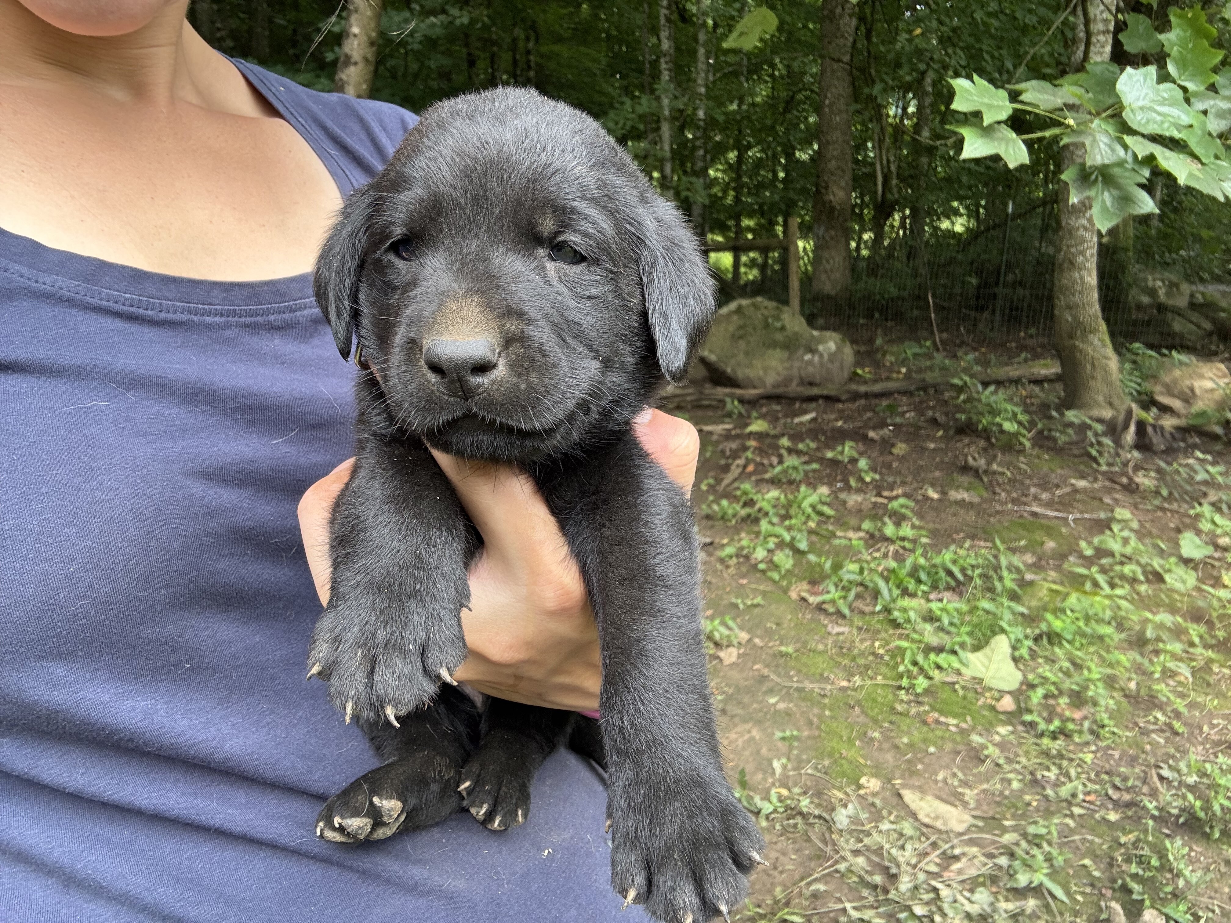 Labrador puppies - Male image 4
