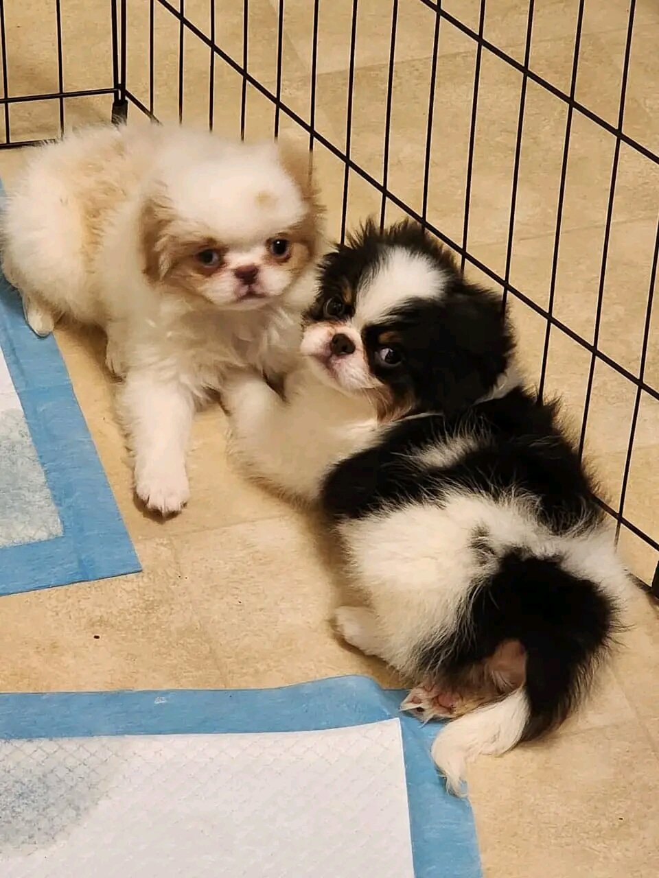 Japanese Chin Puppies image 3