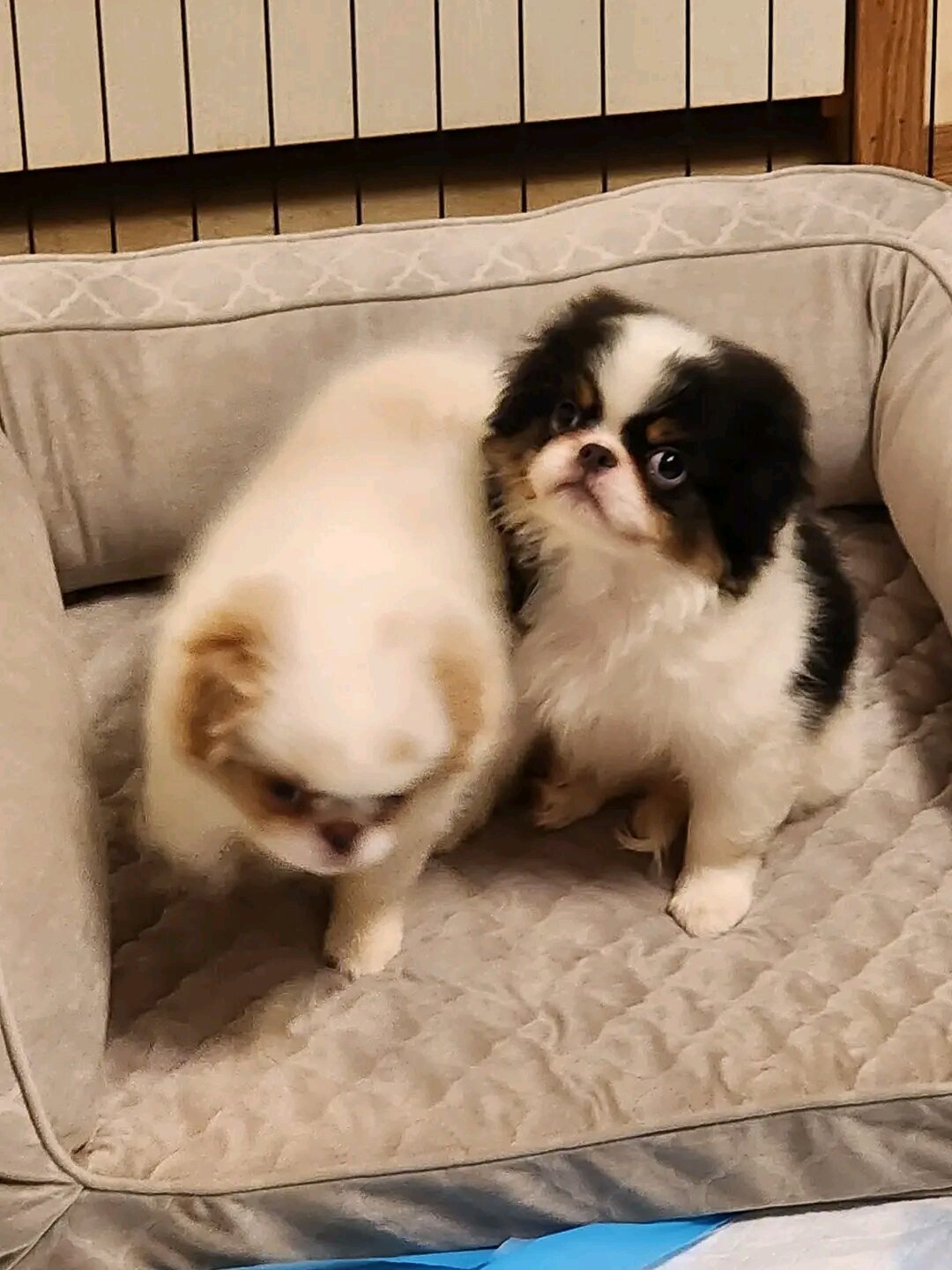 Japanese Chin Puppies image 2