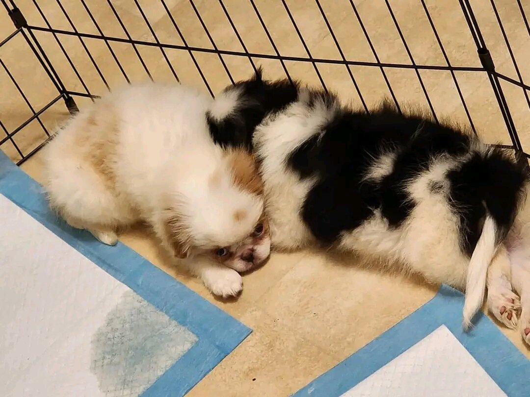 Japanese Chin Puppies image 1