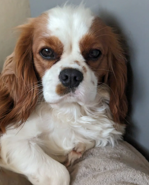 Loving Cavalier King Charles Spaniel Puppies image 9