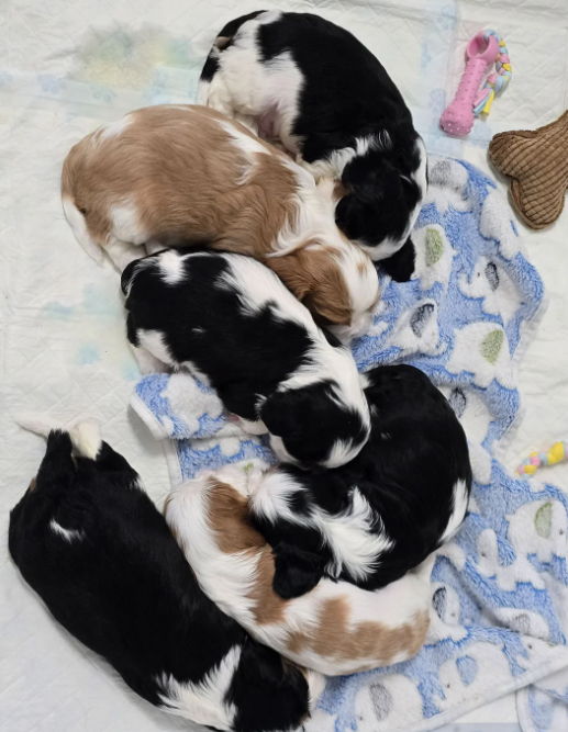 Loving Cavalier King Charles Spaniel Puppies image 8