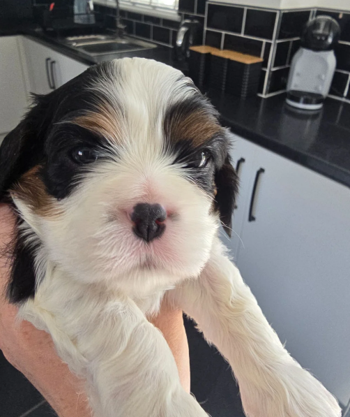 Loving Cavalier King Charles Spaniel Puppies image 7