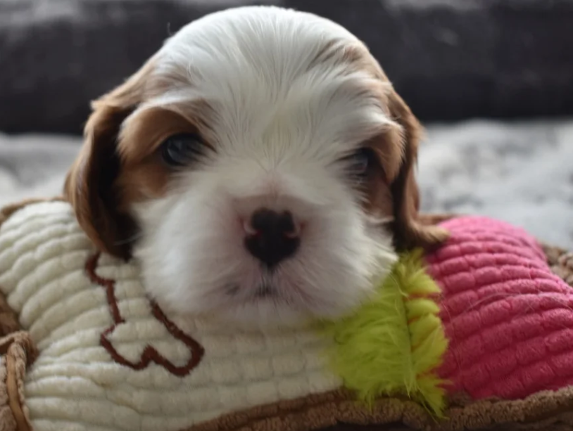 Loving Cavalier King Charles Spaniel Puppies image 6