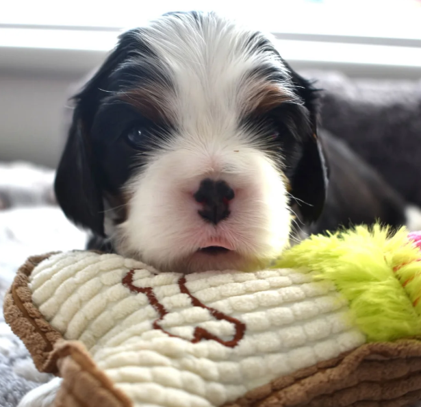 Loving Cavalier King Charles Spaniel Puppies image 5