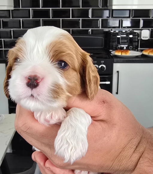 Loving Cavalier King Charles Spaniel Puppies image 4