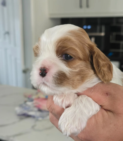 Loving Cavalier King Charles Spaniel Puppies image 3