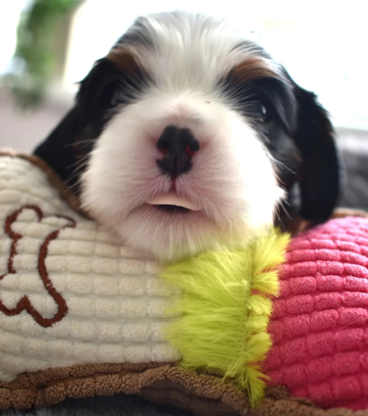 Loving Cavalier King Charles Spaniel Puppies image 2