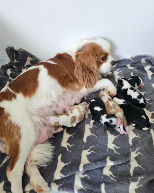 Loving Cavalier King Charles Spaniel Puppies image 1