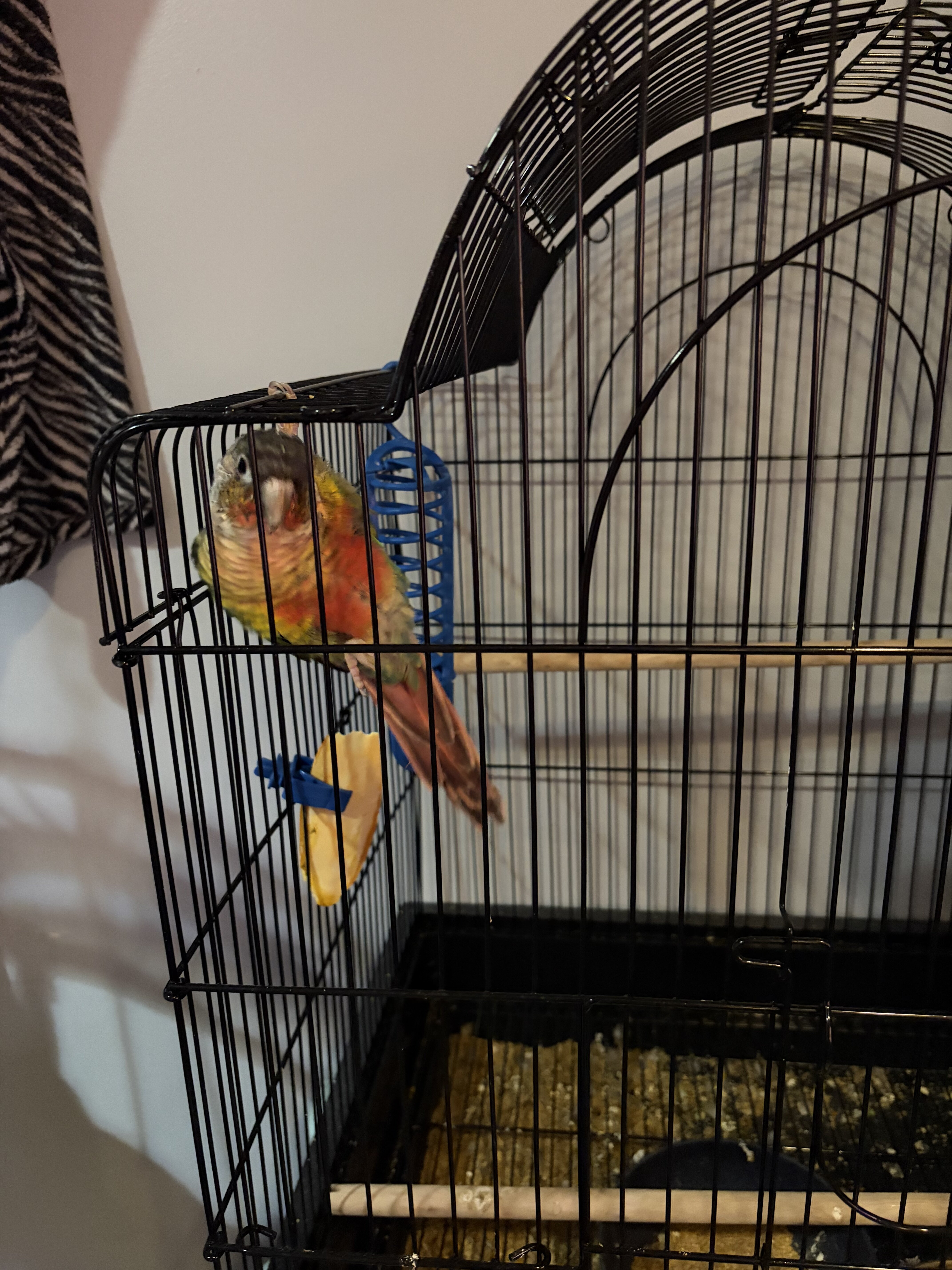 Green cheek conure image 4