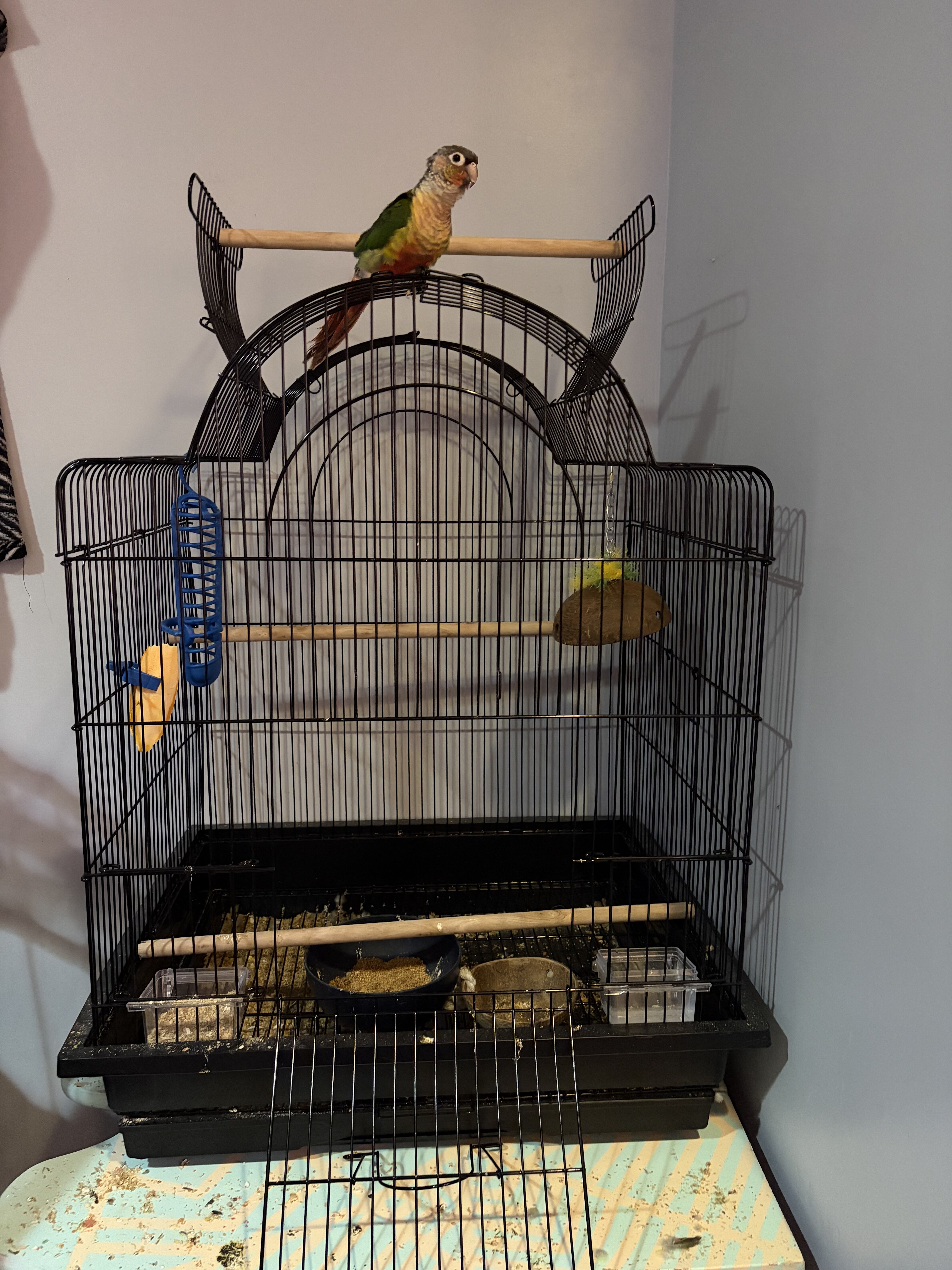 Green cheek conure image 3