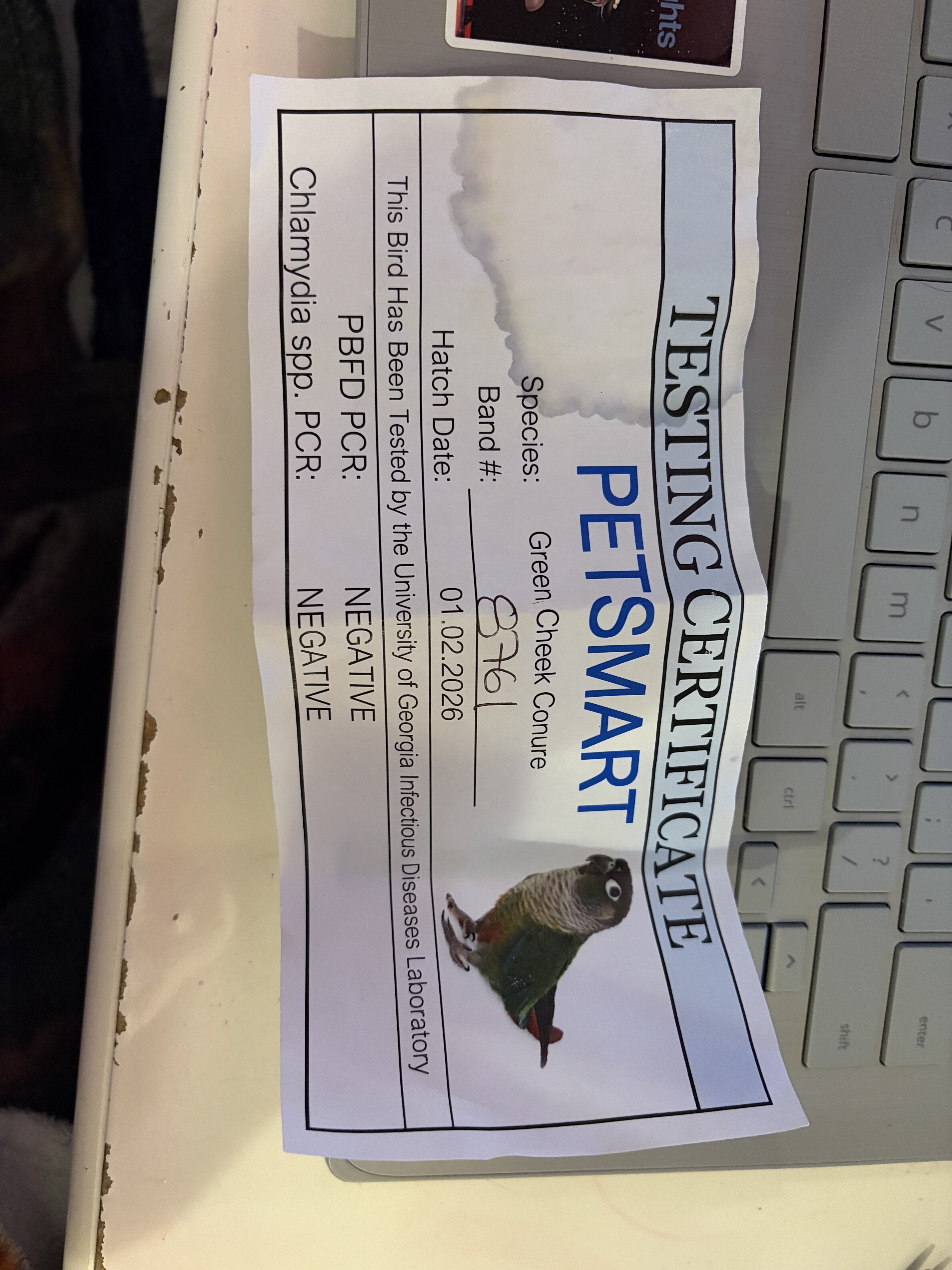 Green cheek conure image 2