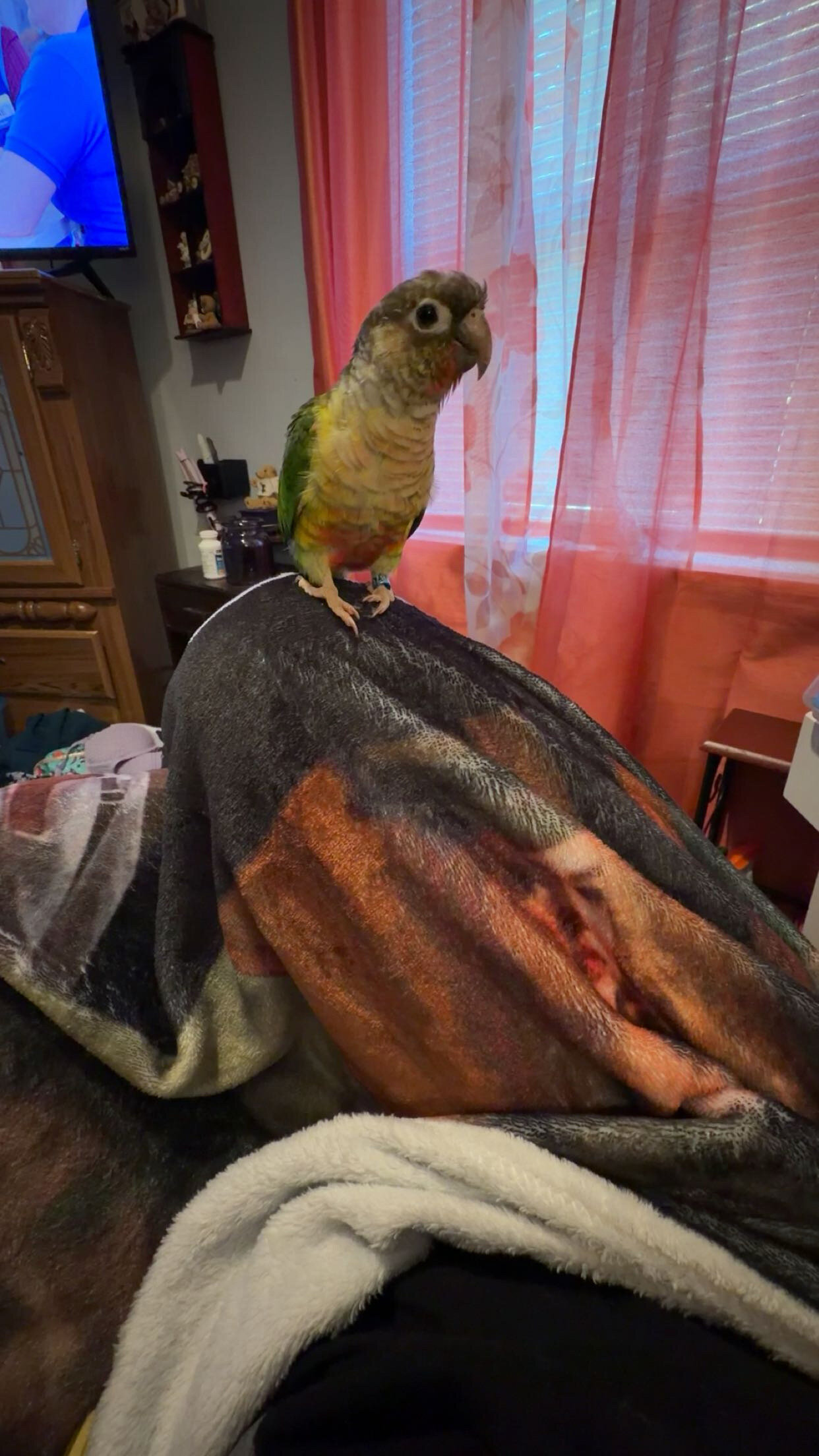Green cheek conure image 1
