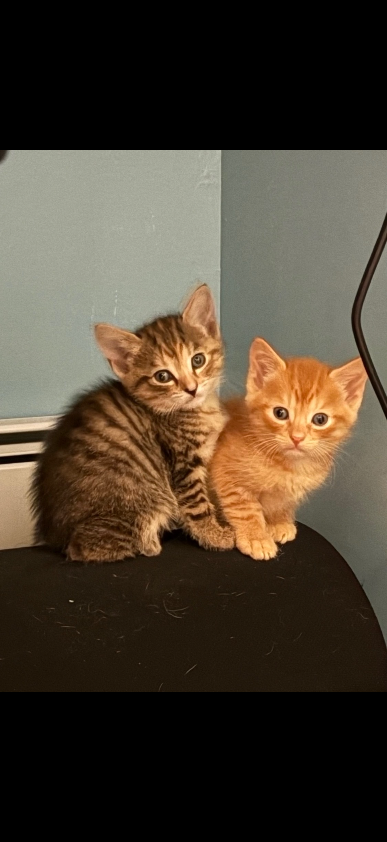 8 wk old kittens image 1