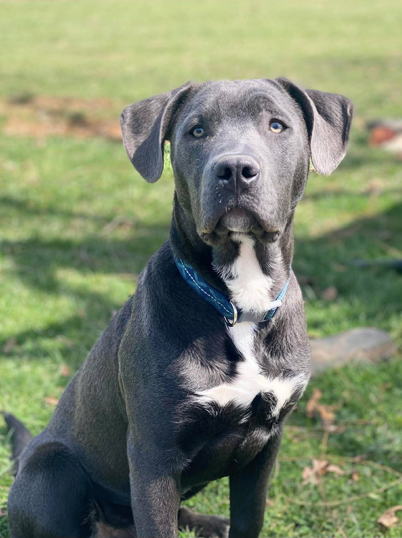Puppy looking for forever home image 1