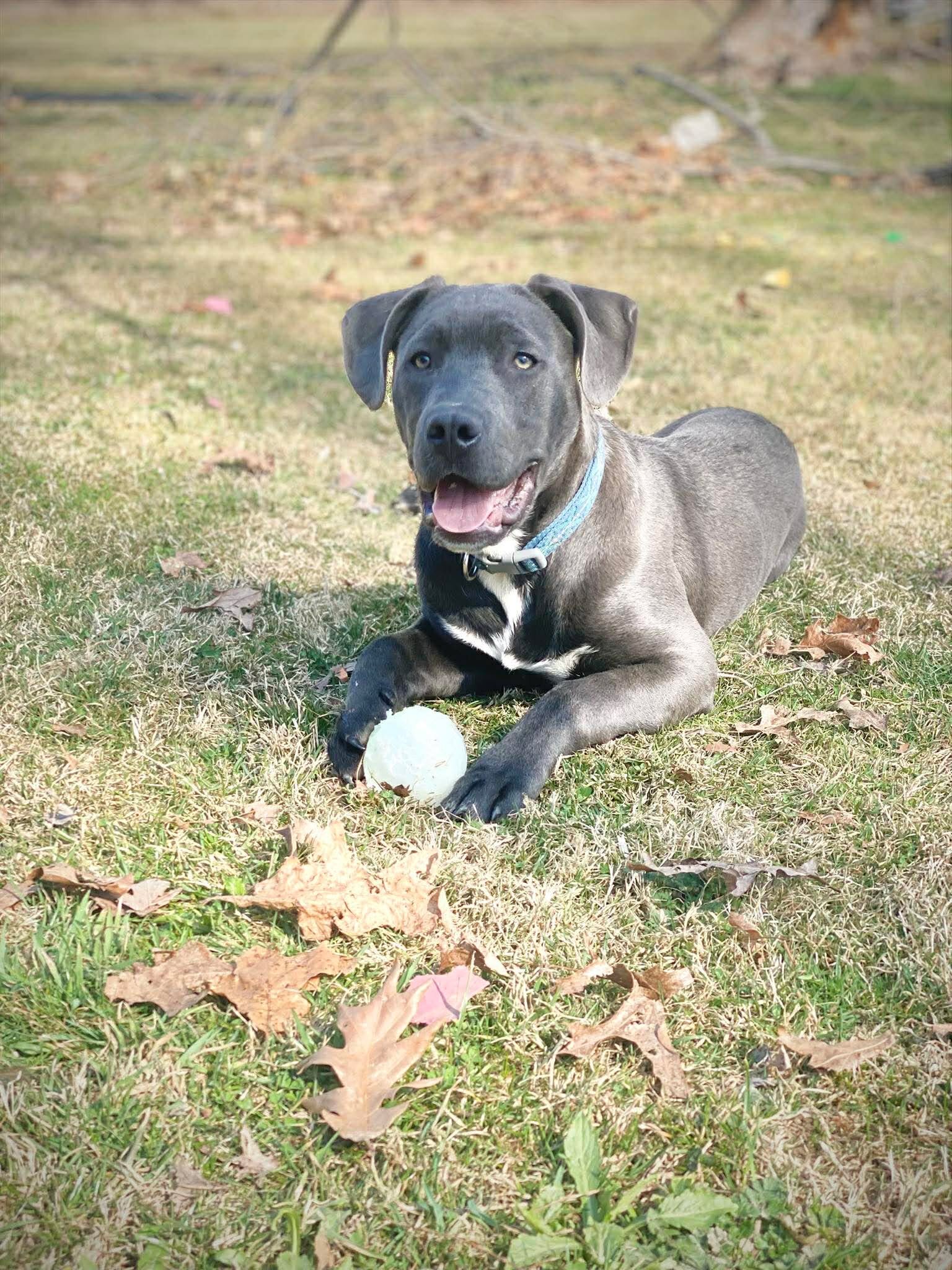 Puppy looking for forever home image 2