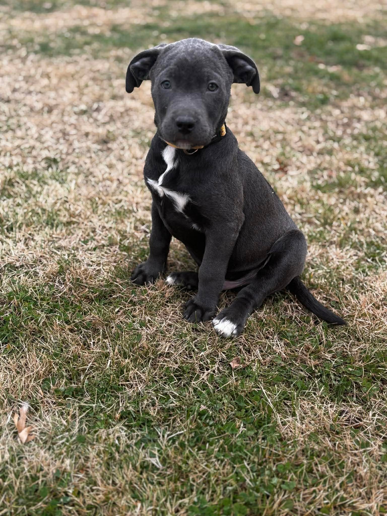 Puppy looking for forever home image 3