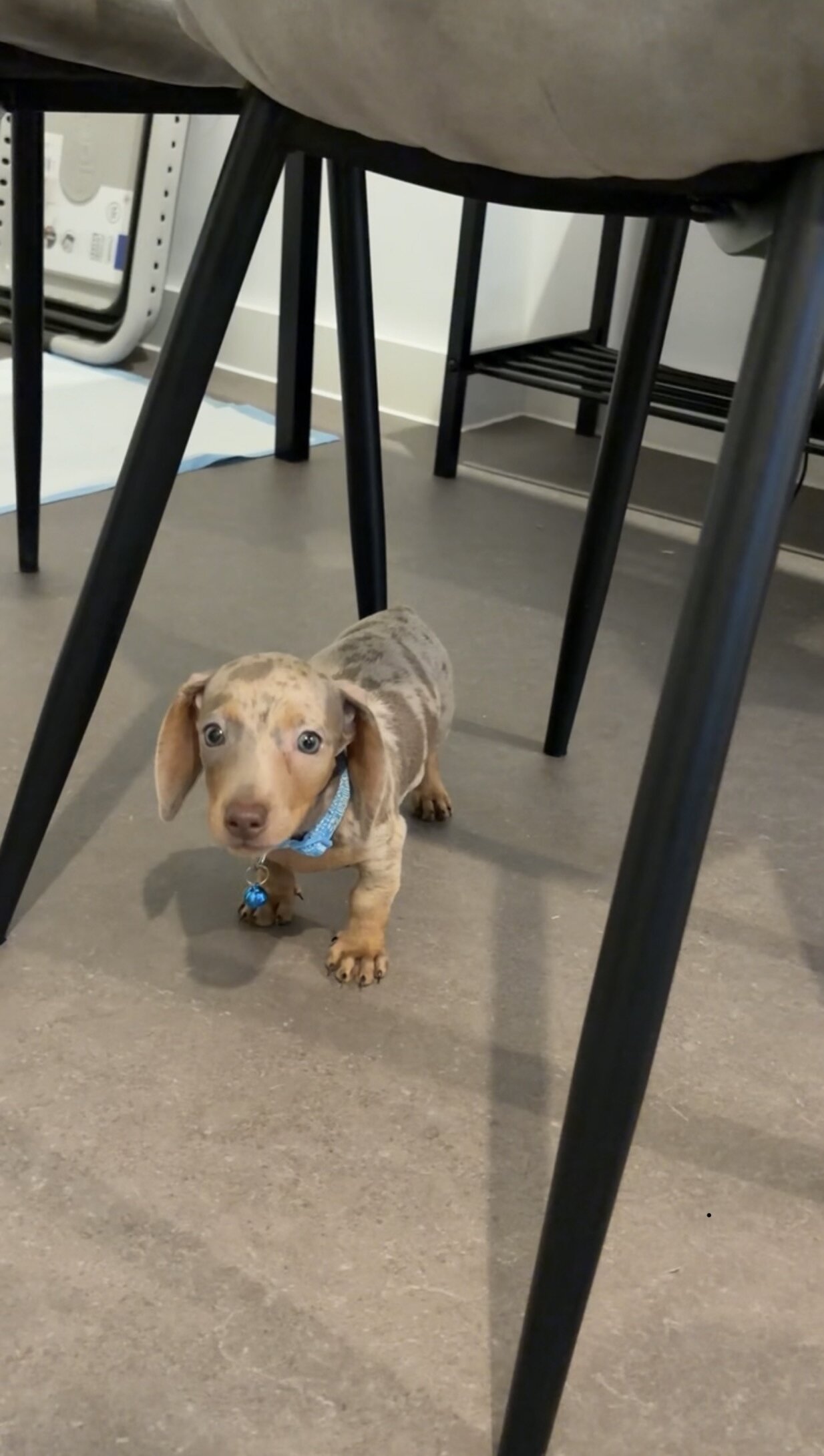 Male Dachshund puppy image 1