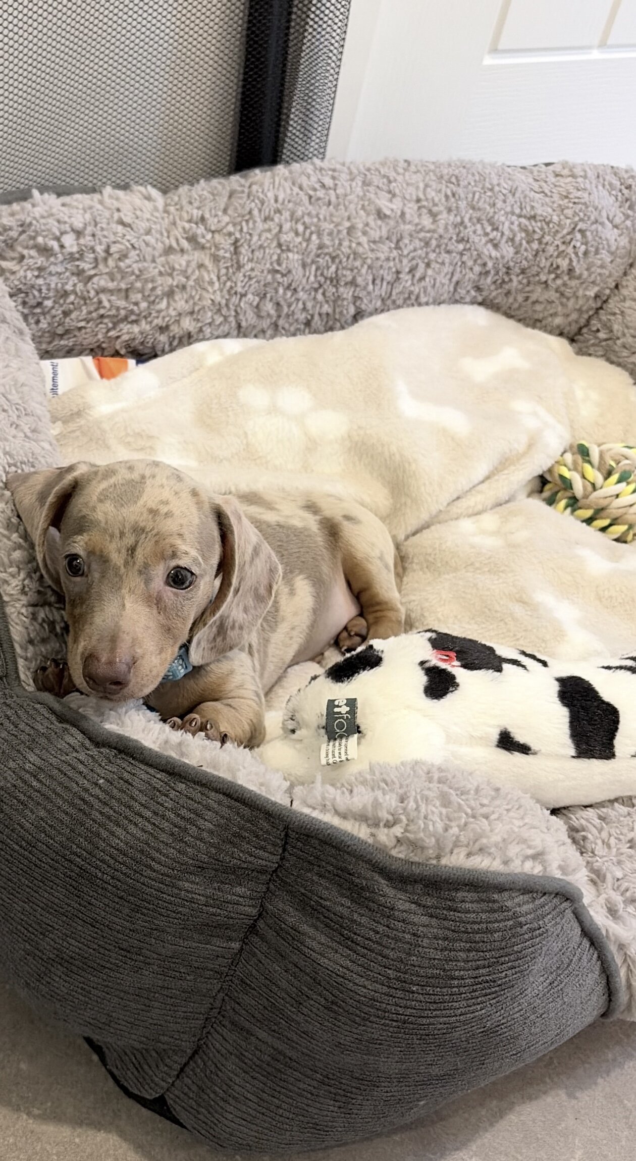 Male Dachshund puppy image 2