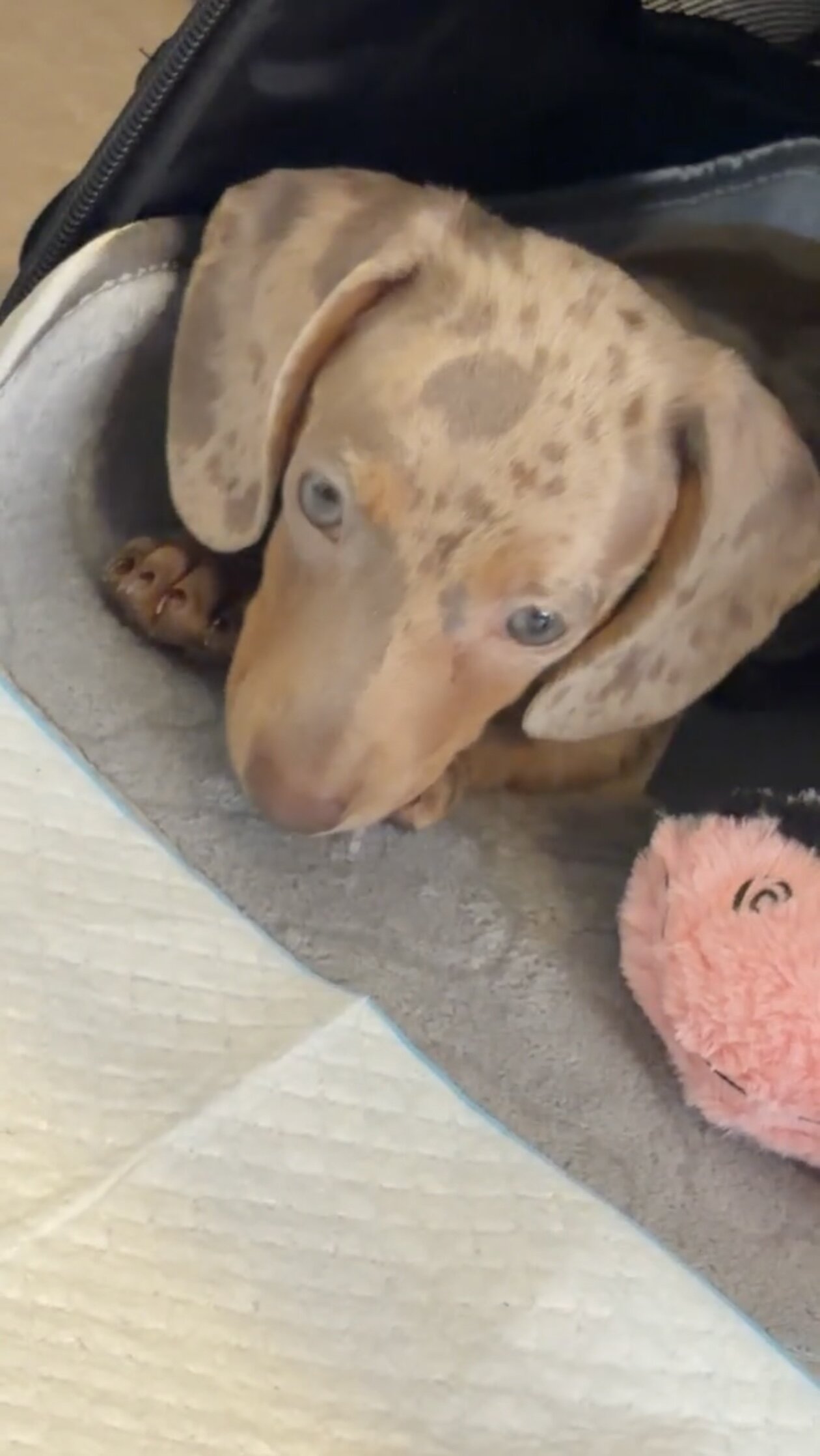 Male Dachshund puppy image 3