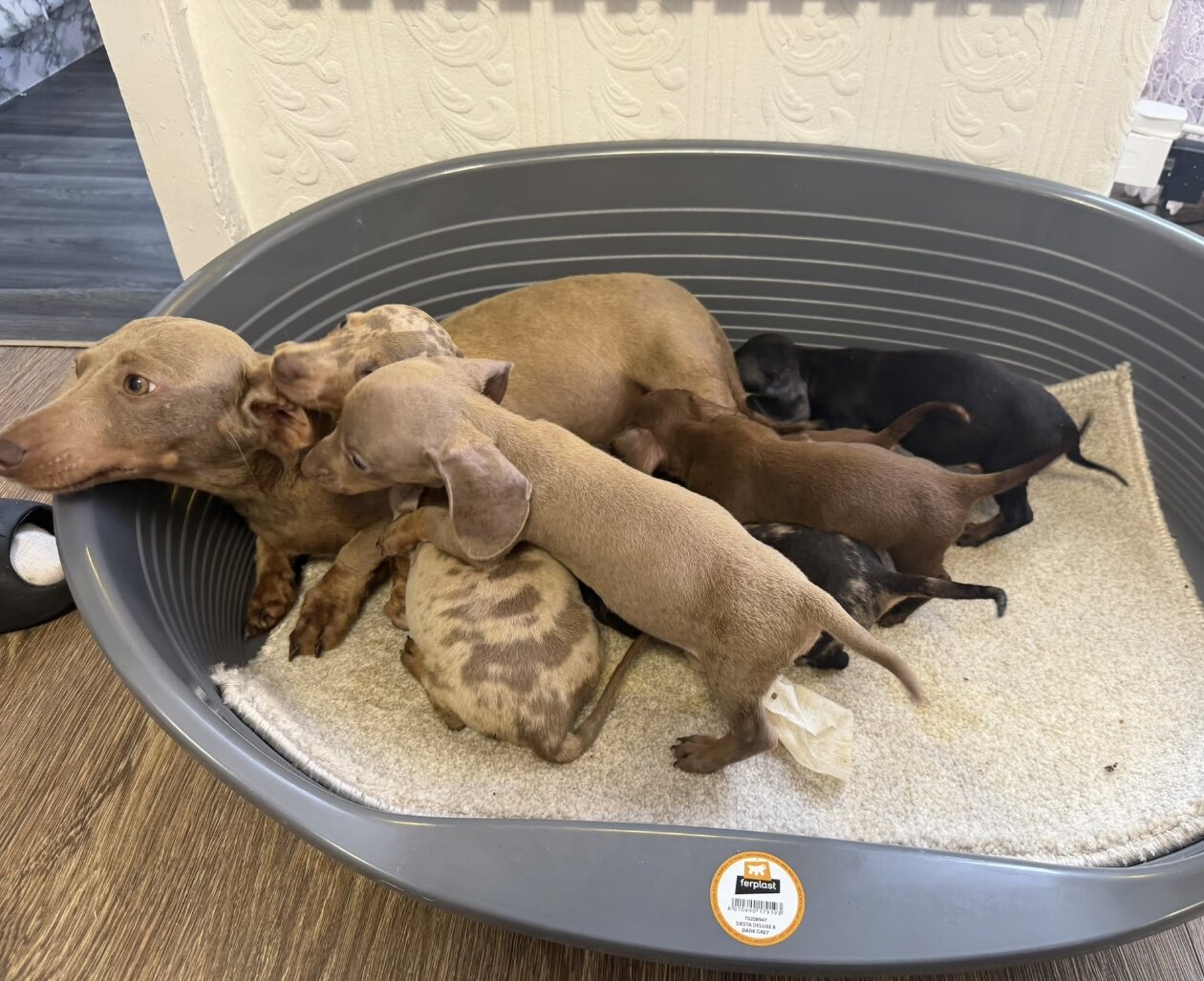 Male Dachshund puppy image 4