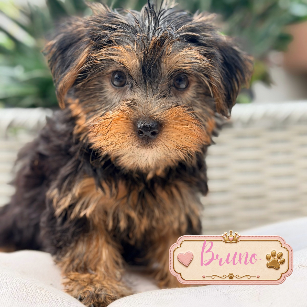 Yorkie puppies image 1