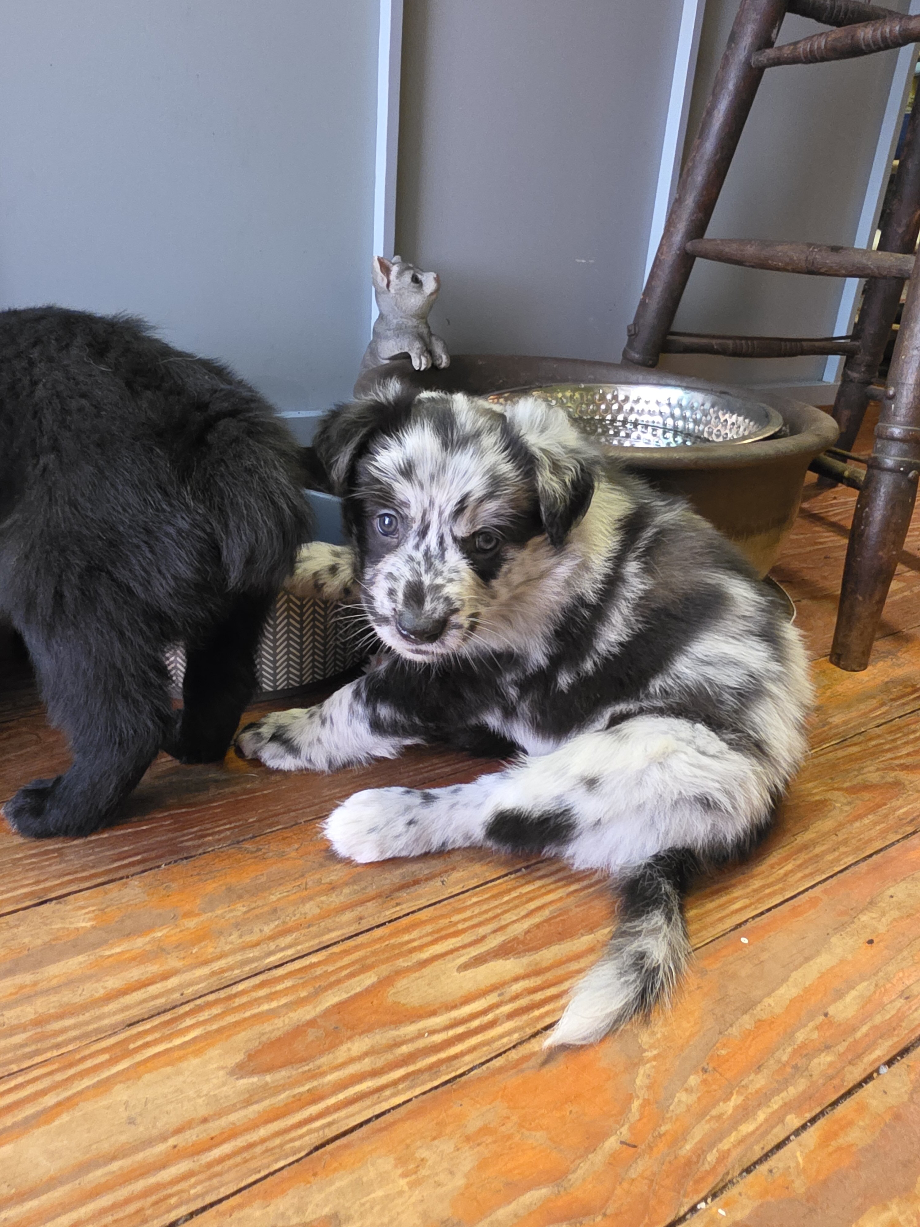 Giant Schnauzer, Australian Sheherd, Border Collie image 2