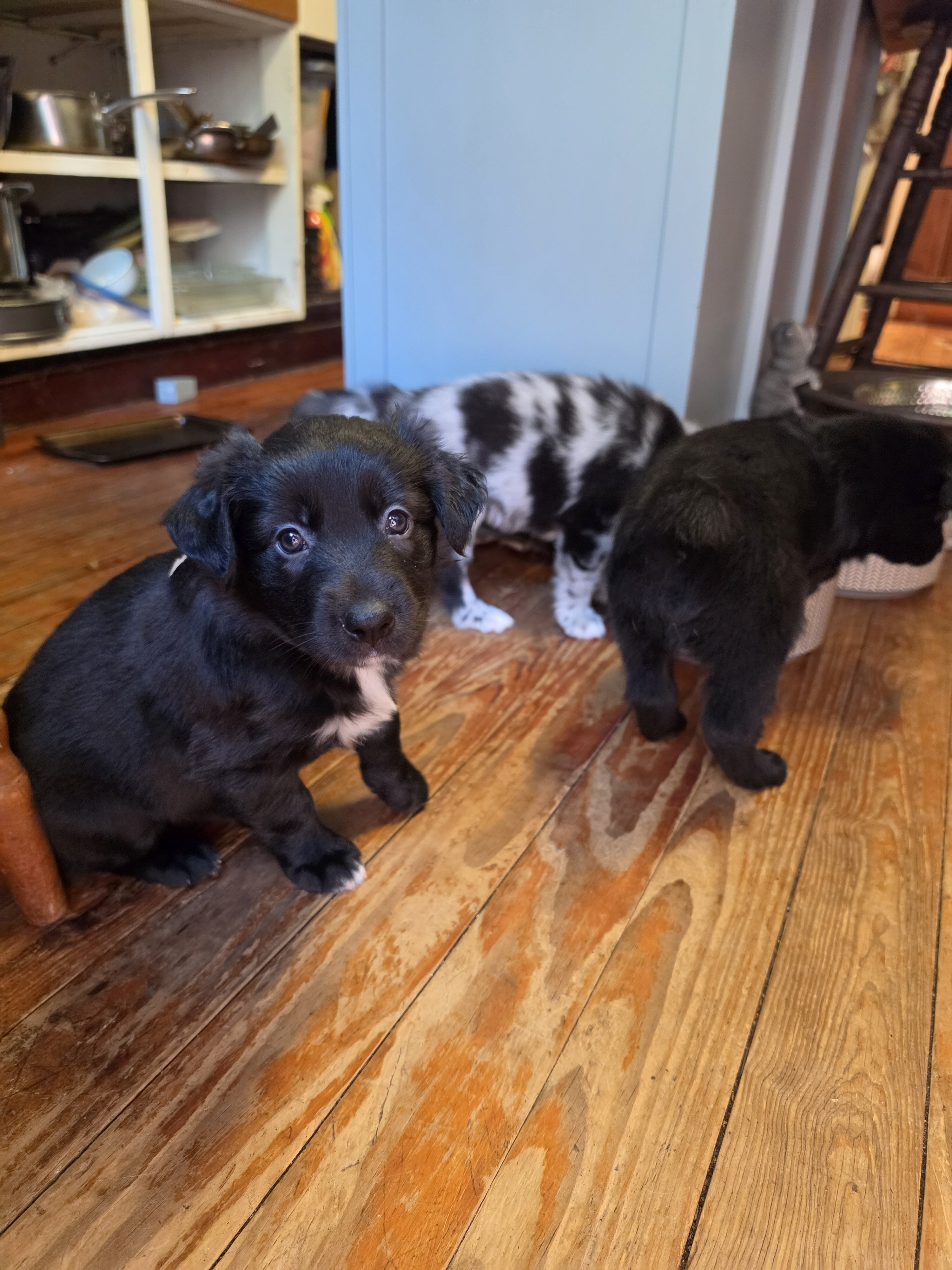 Giant Schnauzer, Australian Sheherd, Border Collie image 1