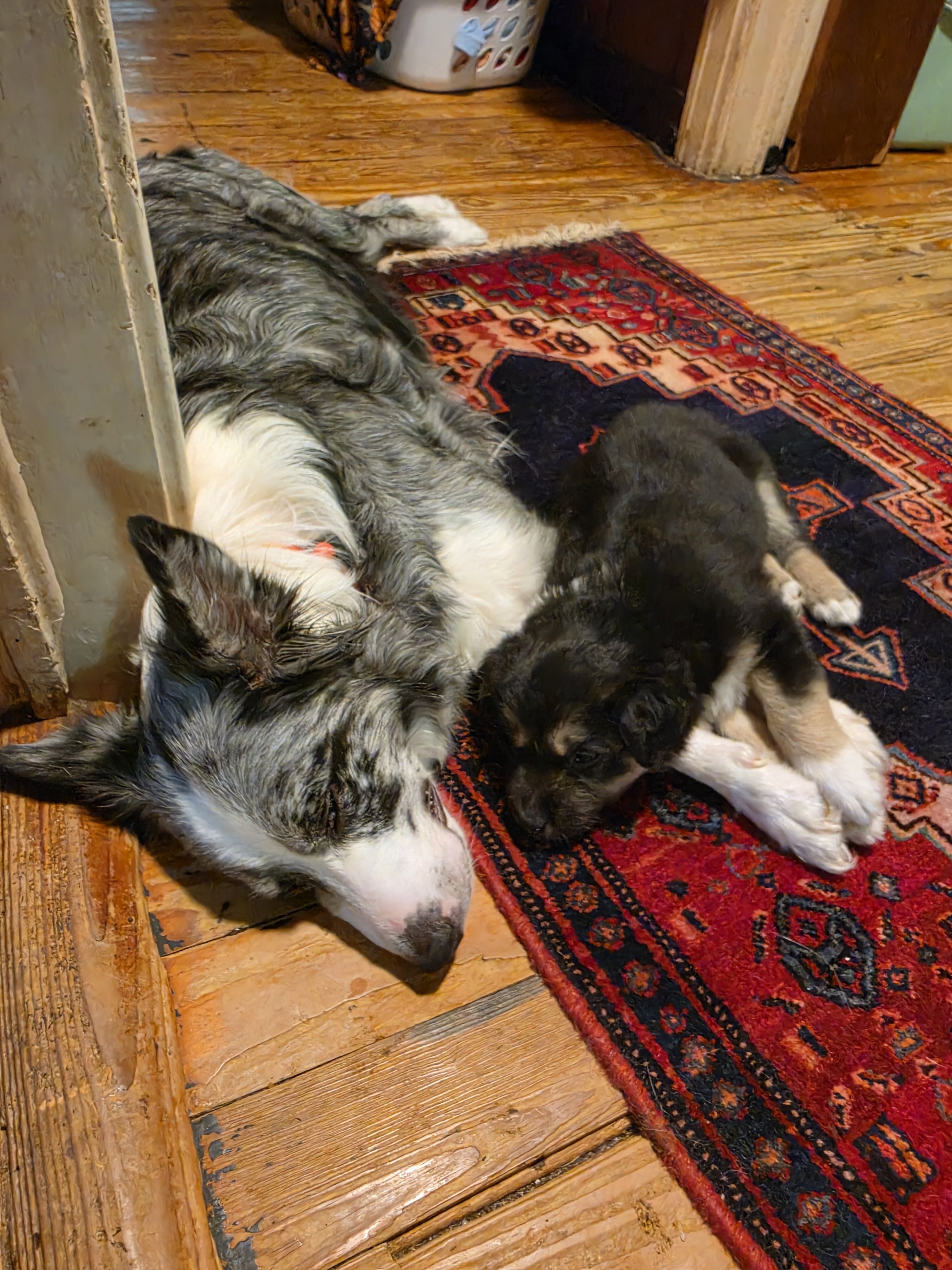Giant Schnauzer, Australian Sheherd, Border Collie image 4