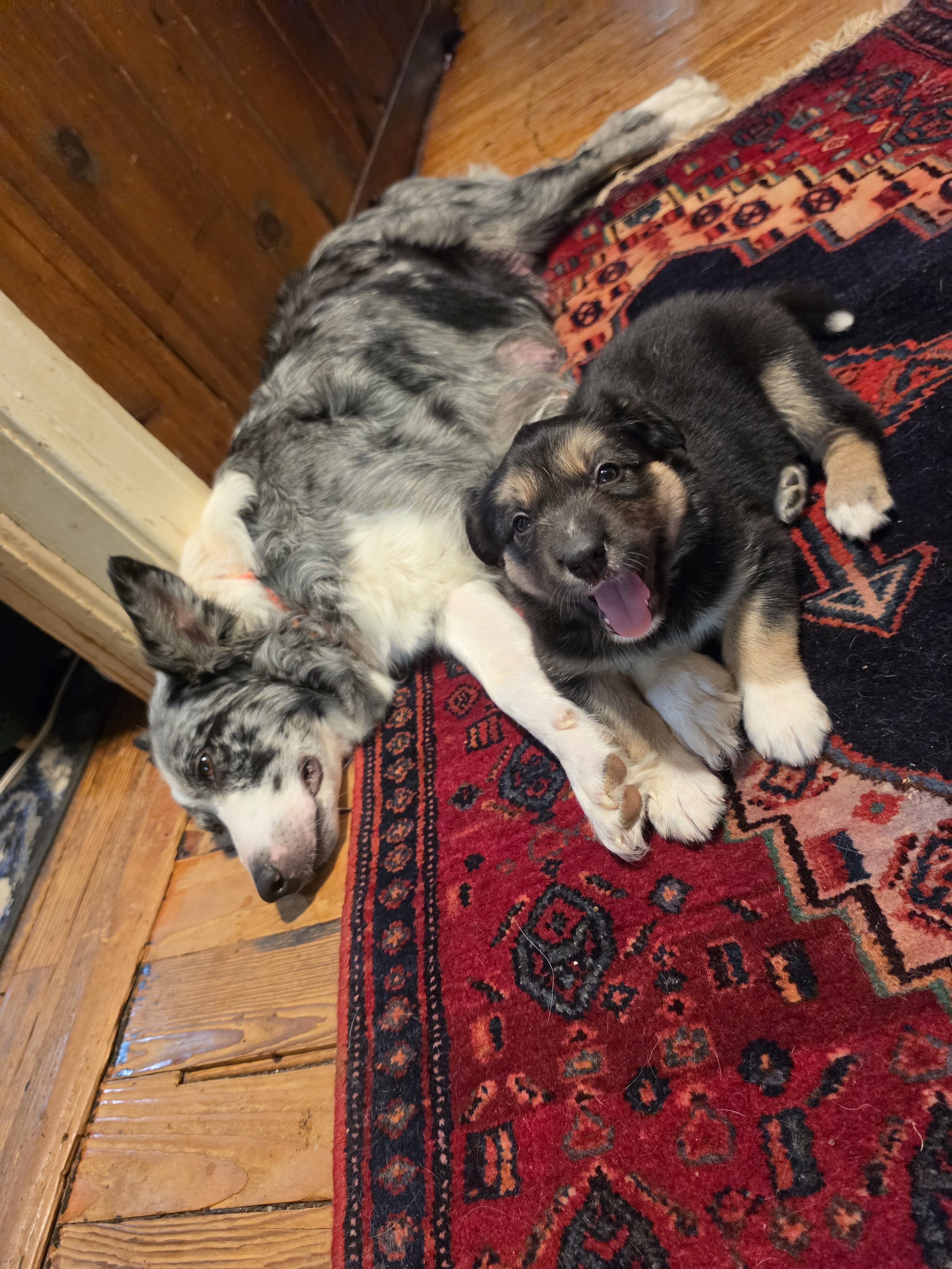 Giant Schnauzer, Australian Sheherd, Border Collie image 3