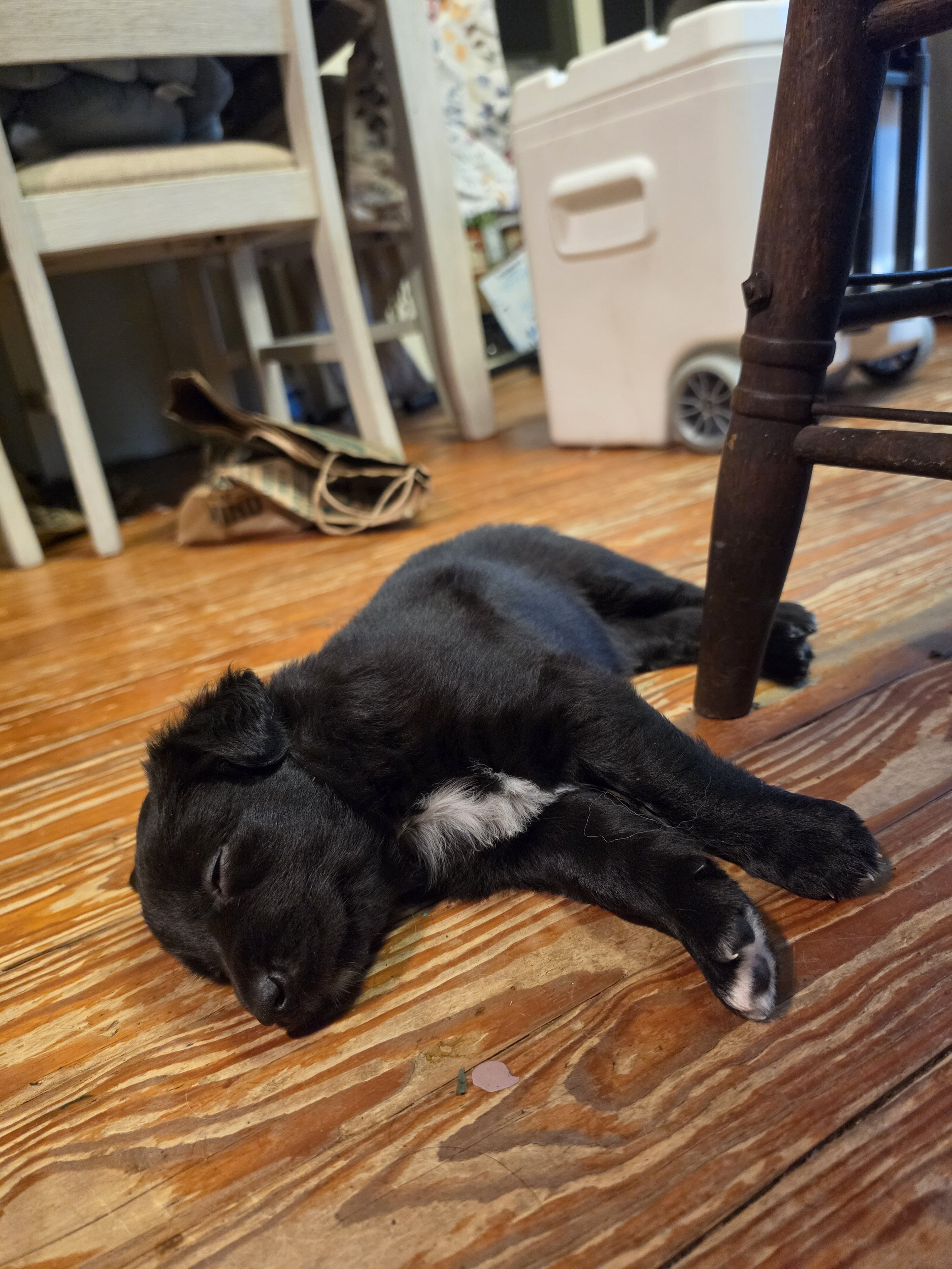 Giant Schnauzer, Australian Sheherd, Border Collie image 6