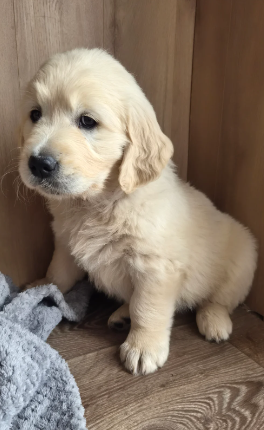 Beautiful Golden Retriever Puppies image 1