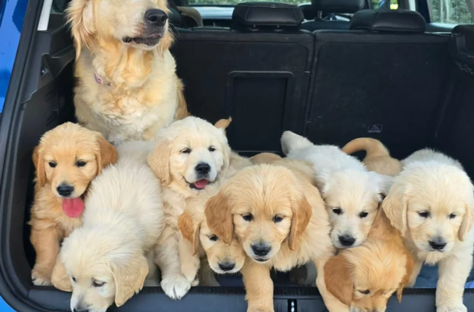 Beautiful Golden Retriever Puppies image 2