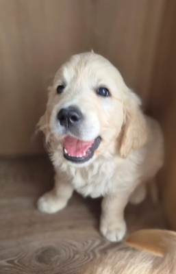 Beautiful Golden Retriever Puppies image 3
