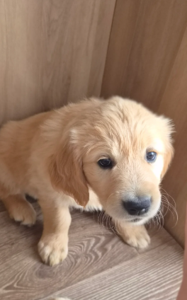 Beautiful Golden Retriever Puppies image 4
