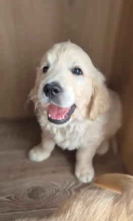 Beautiful Golden Retriever Puppies image 5