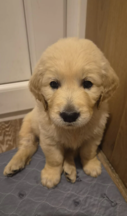 Beautiful Golden Retriever Puppies image 6