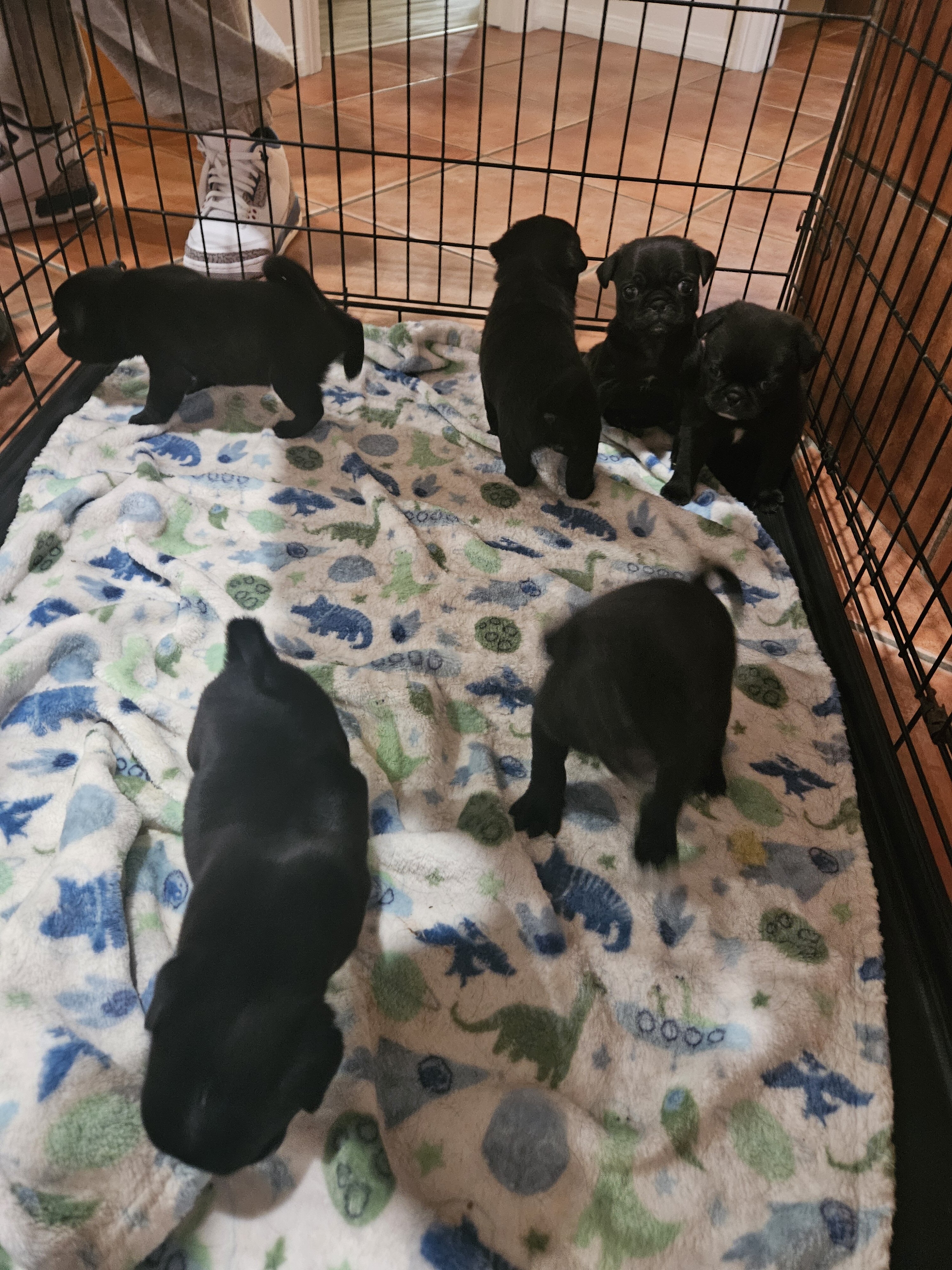 Pug puppies image 2