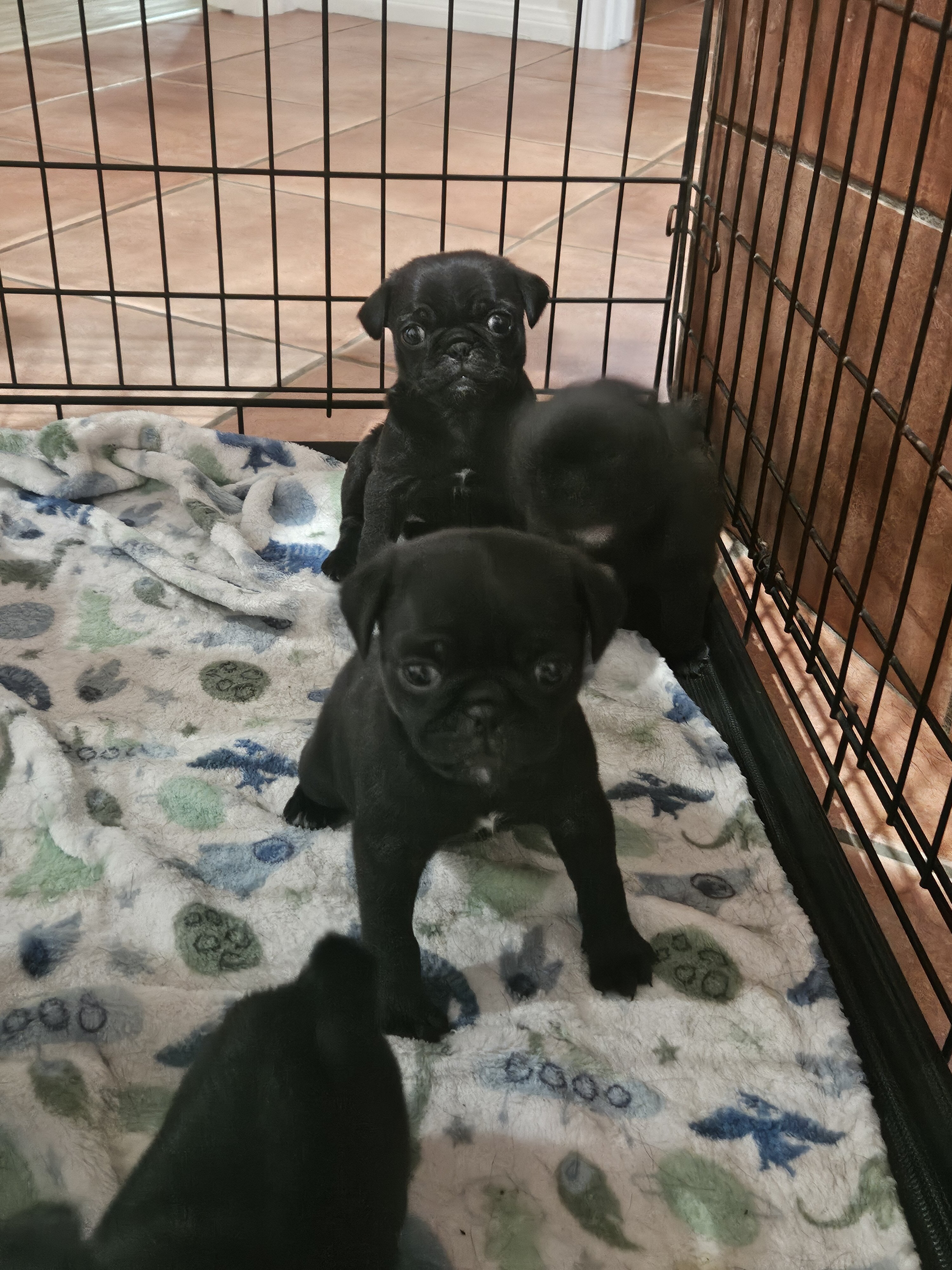 Pug puppies image 1