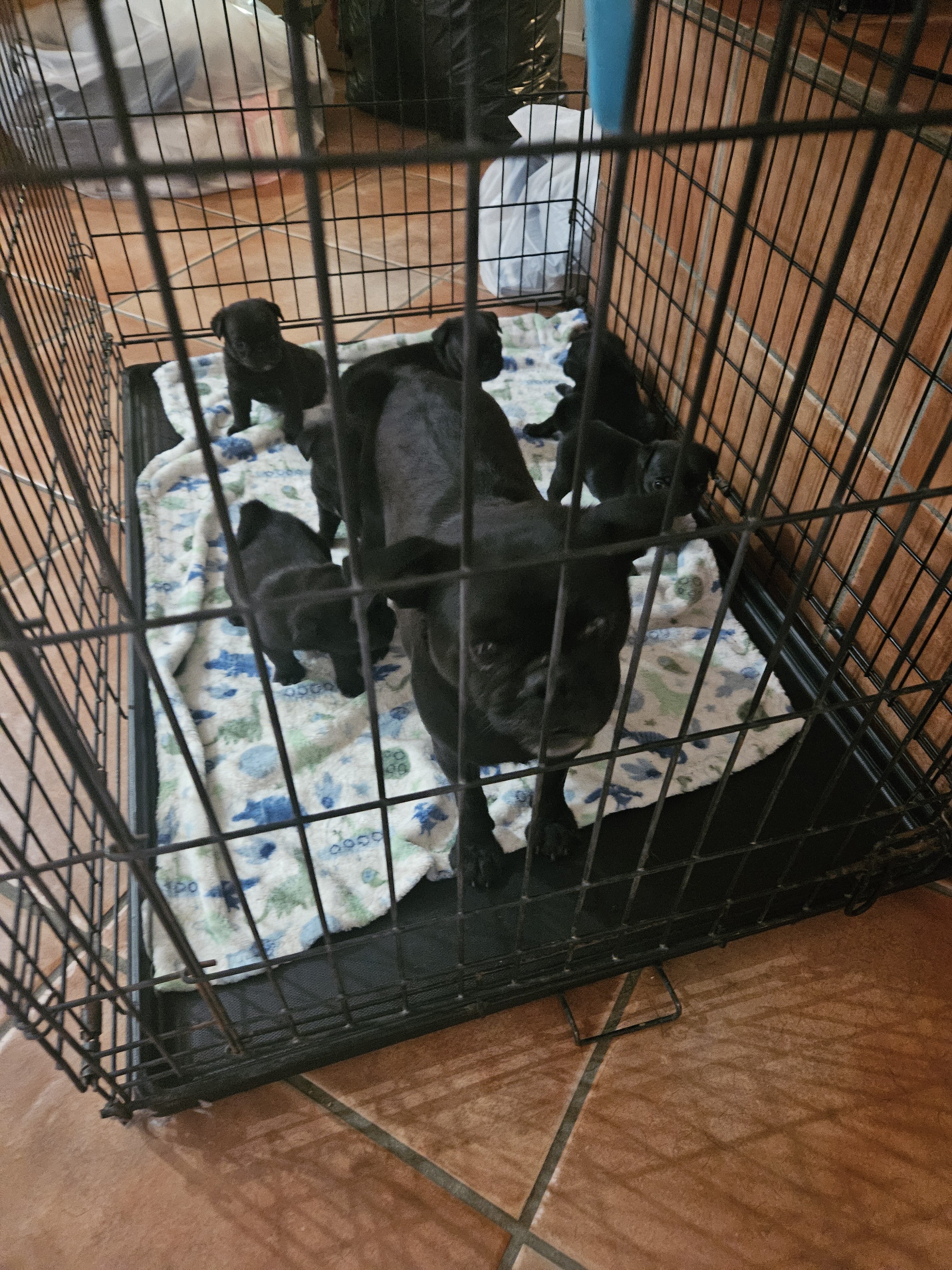 Pug puppies image 3