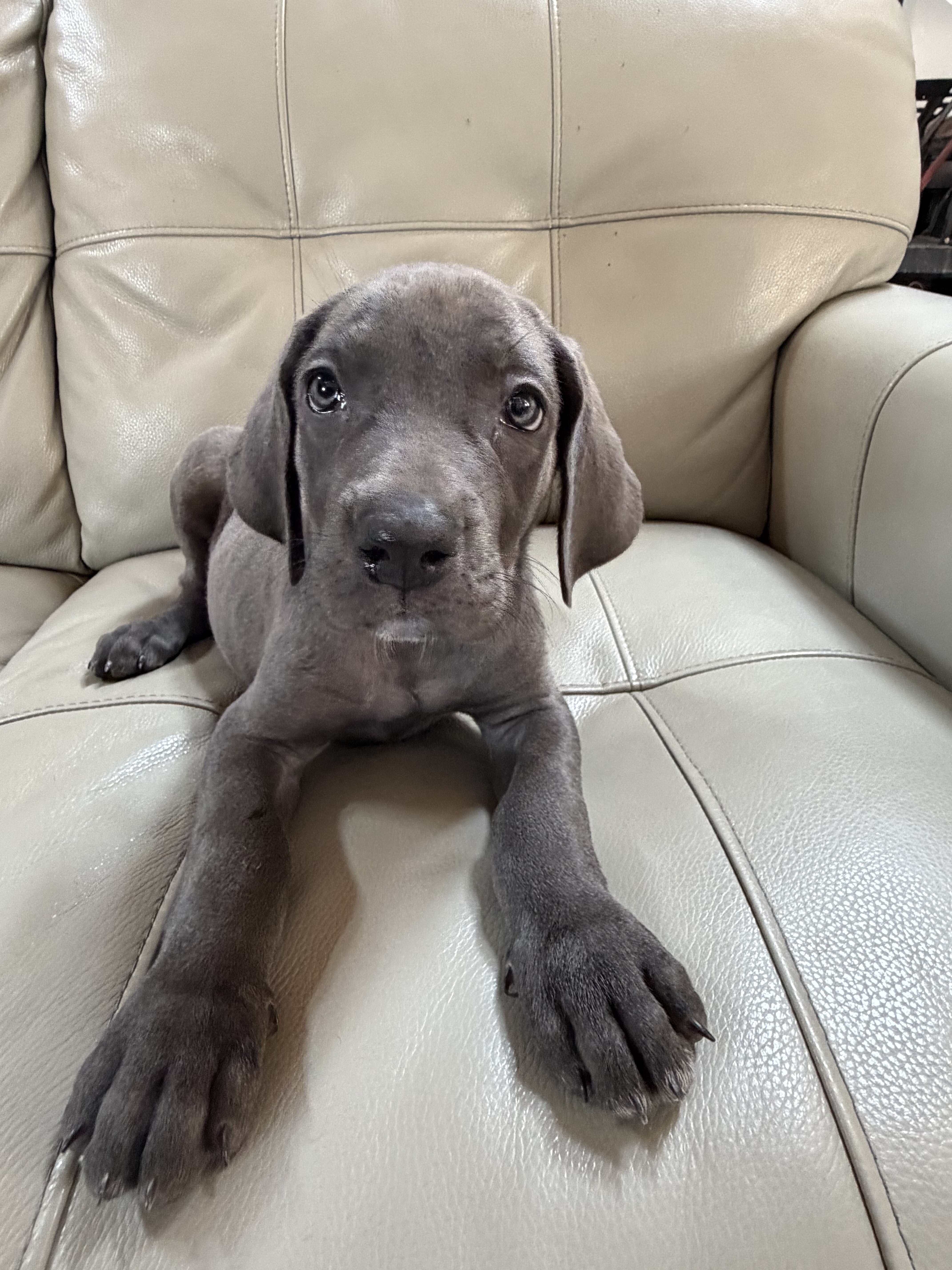 Great Weimaraner Puppies-Columbus,MT image 4