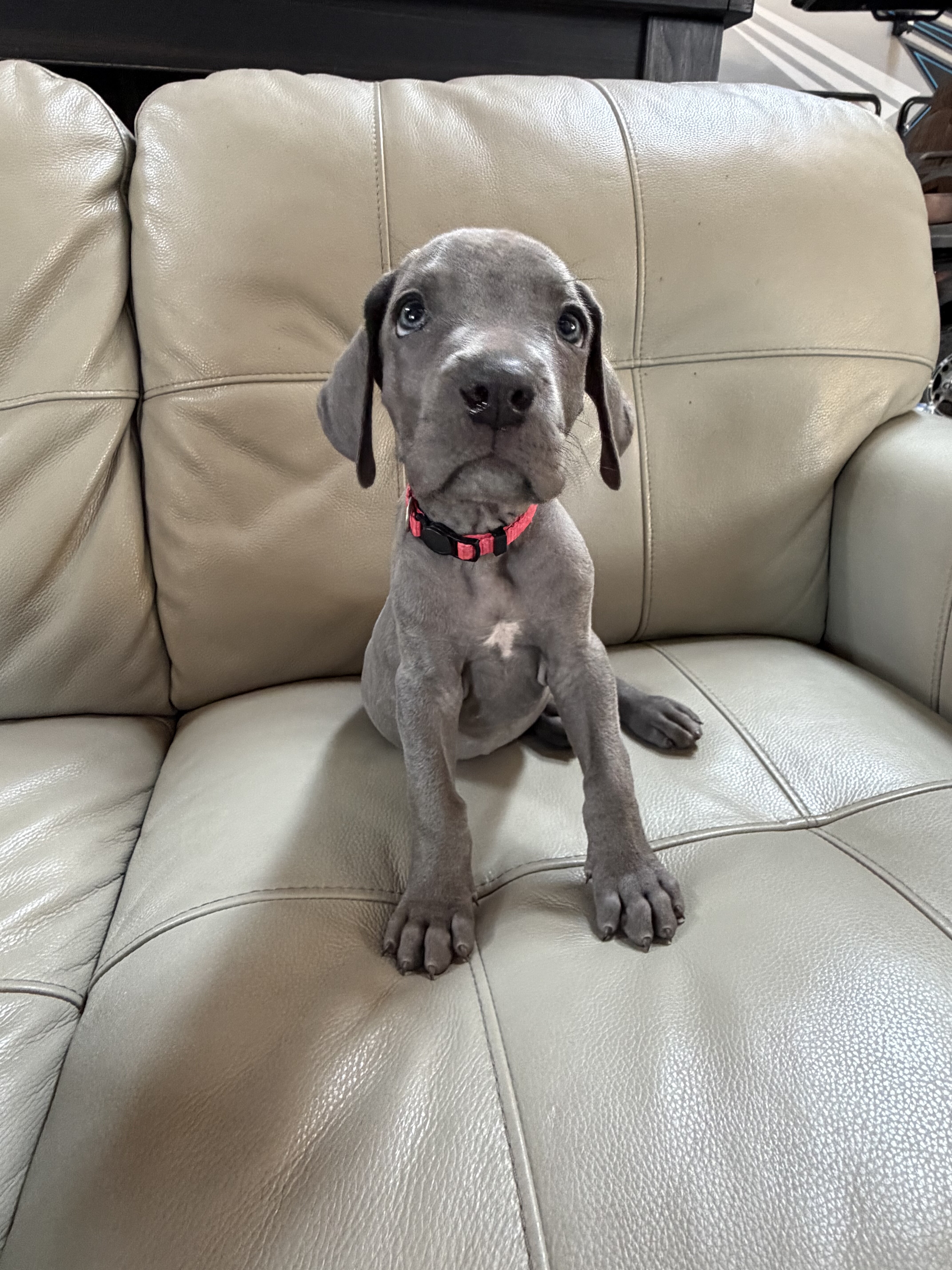 Great Weimaraner Puppies-Columbus,MT image 5